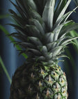 PIÑA COLADA SPRITZ | 5% Alc Vol